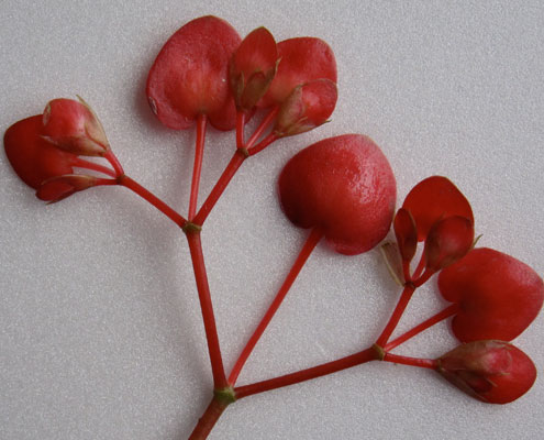 5. Begonia / Begonia 'Apple Blossom'
