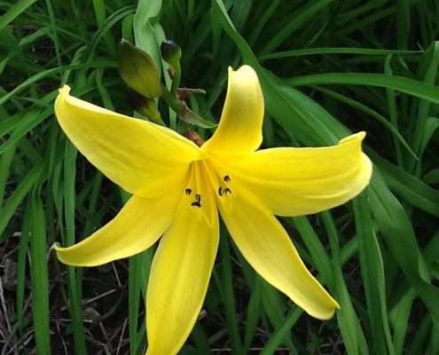 6. Eendagslelie / Hemerocalles sp. en cultivars