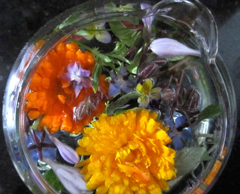 7. Goudsbloem / Calendula officinalis