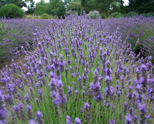 9. Lavendel / Lavendula angustifolia