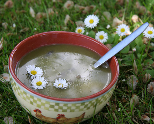 2. Madeliefje / Bellis perennis