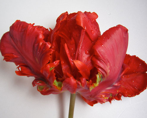 3. Tulp / Tulipa