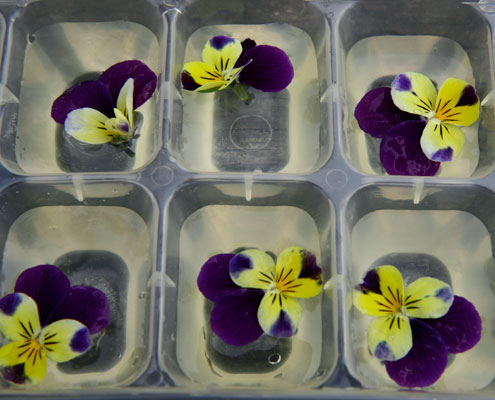 10. Viooltje / Viola tricolor cultivars